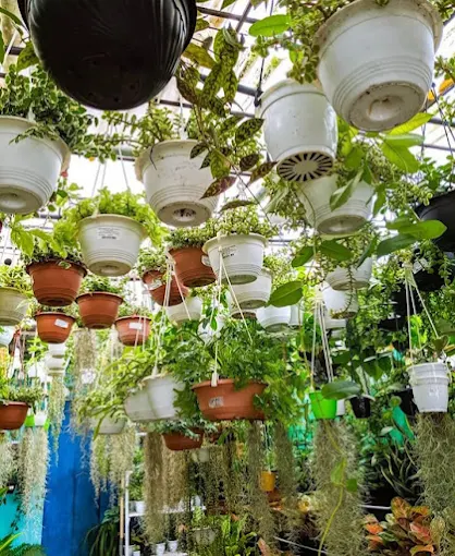 5 Reasons Why Hanging Plants are Perfect for Your Home & Balcony Decor